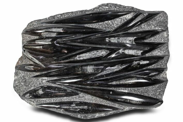 Polished Fossil Orthoceras (Cephalopod) Plate - Morocco #359580